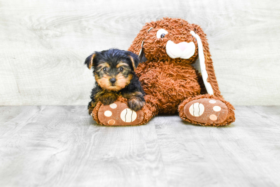 Meet Izzie - our Yorkshire Terrier Puppy Photo 