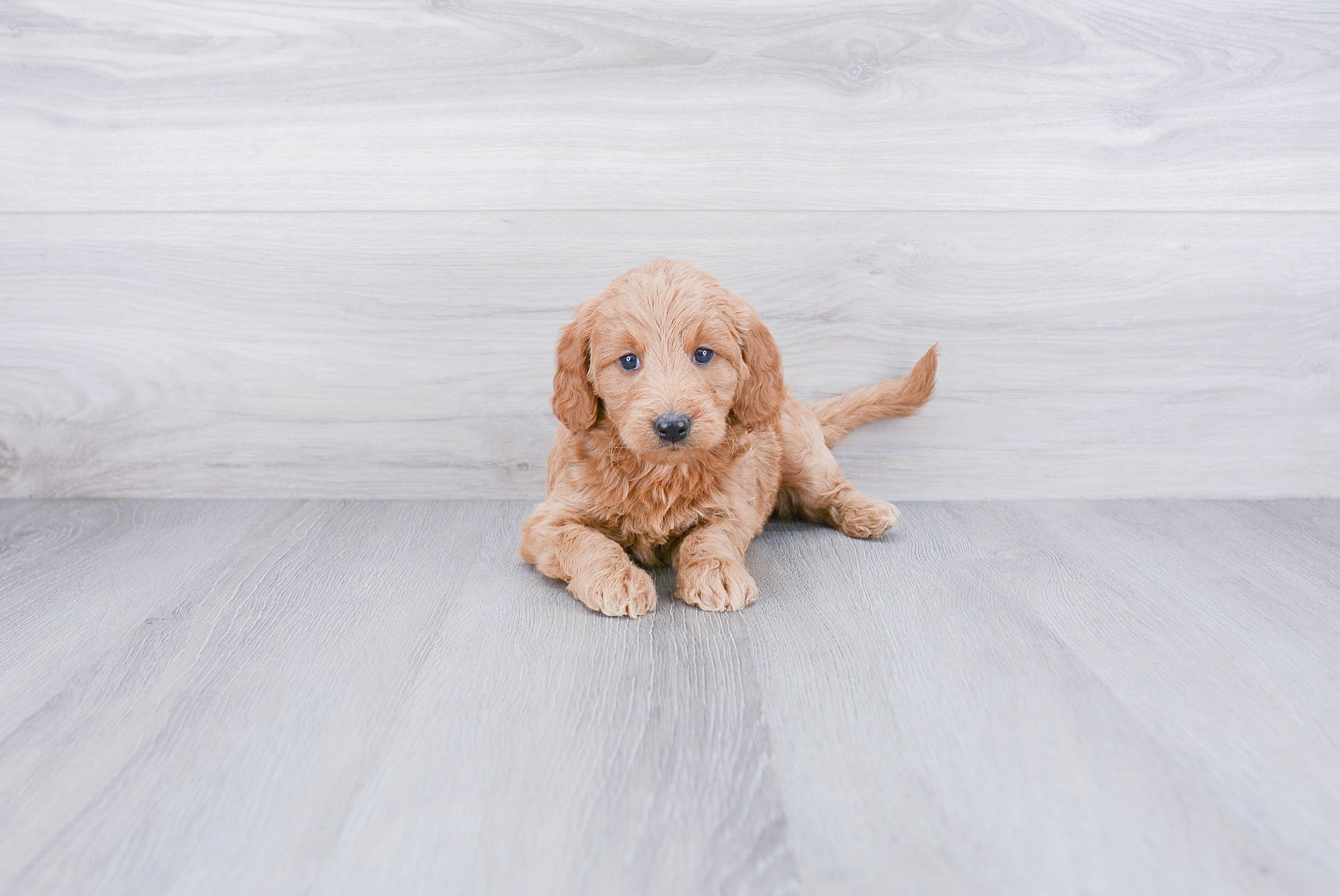 Mini Goldendoodle Puppy for Adoption