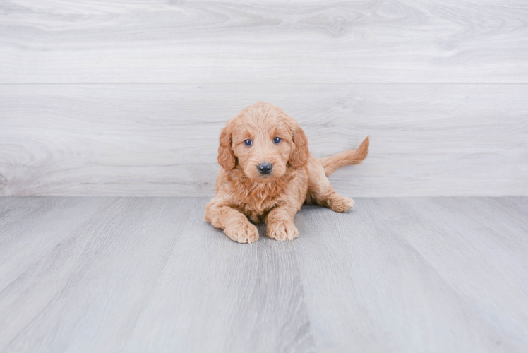 Mini Goldendoodle Puppy for Adoption