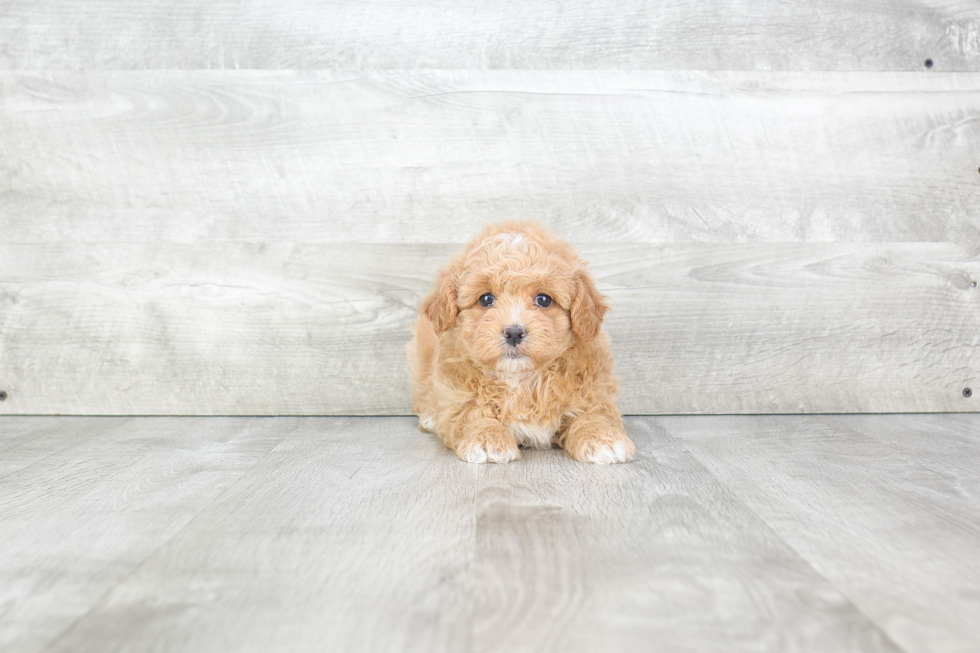 Hypoallergenic Maltese Poodle Poodle Mix Puppy