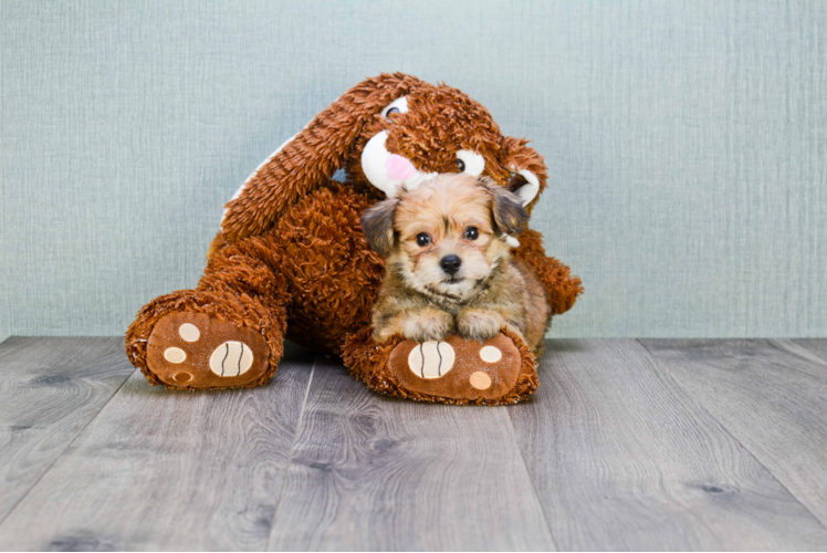 Morkie Pup Being Cute