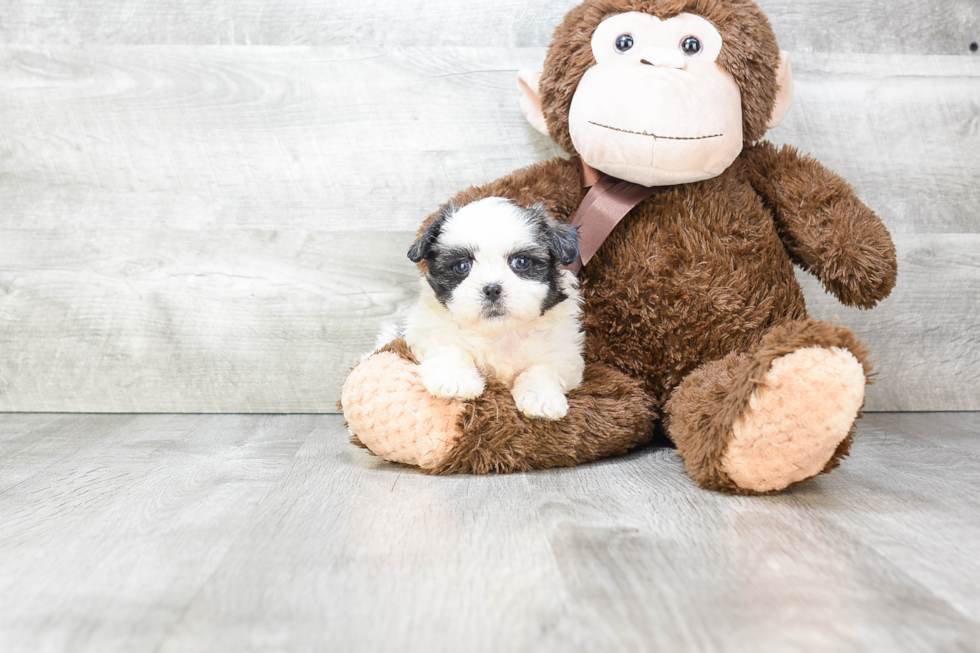 Teddy Bear Pup Being Cute