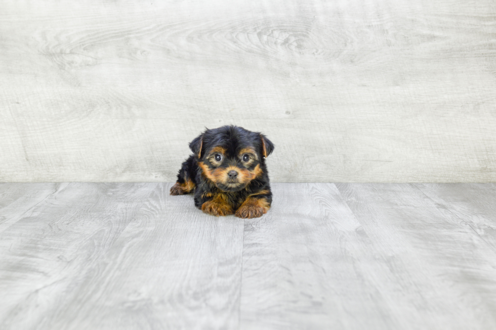 Meet Fiona - our Yorkshire Terrier Puppy Photo 