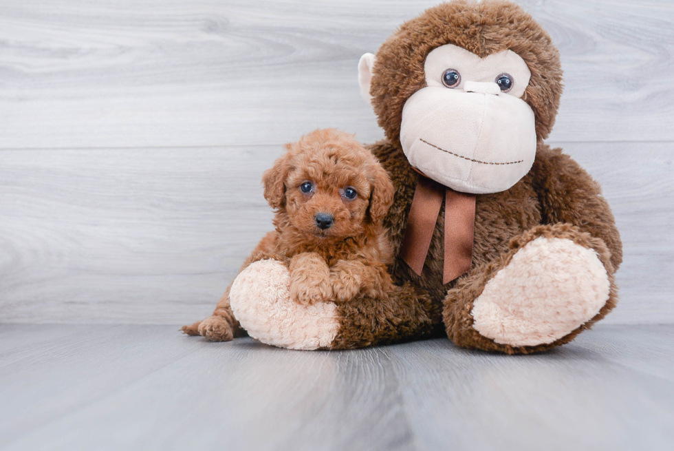 Little Cavoodle Poodle Mix Puppy