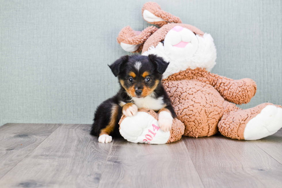 Hypoallergenic Aussiepoo Poodle Mix Puppy