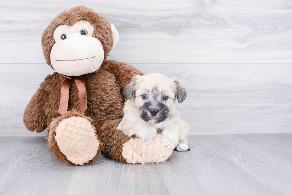 Teddy Bear Pup Being Cute
