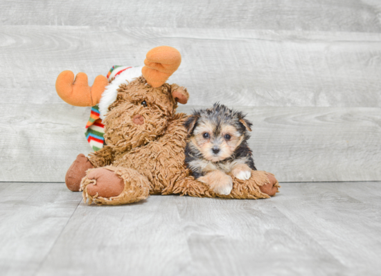 Energetic Yorkie Designer Puppy