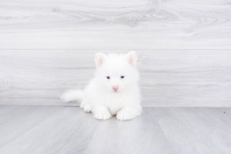 Pomsky Pup Being Cute