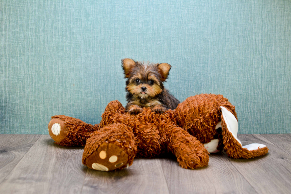 Morkie Puppy for Adoption