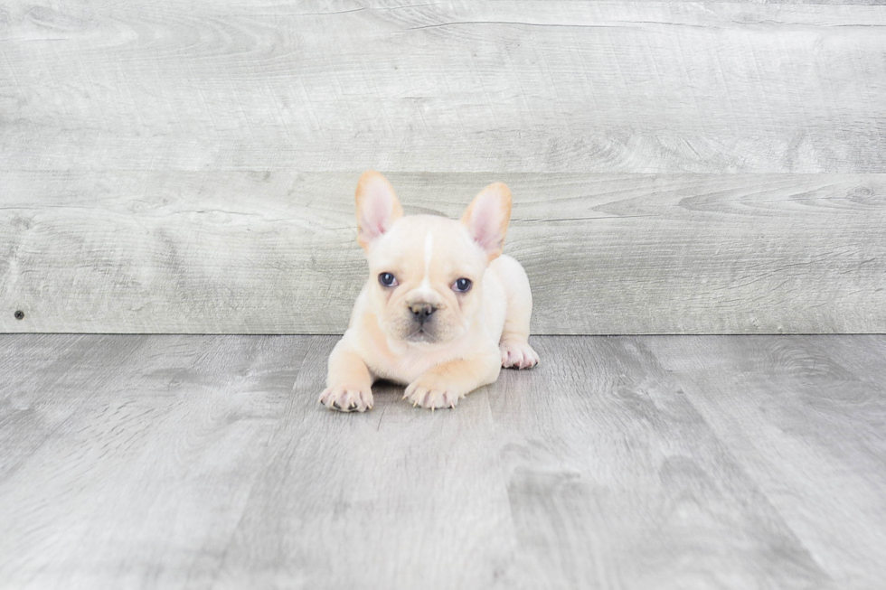 Best French Bulldog Baby