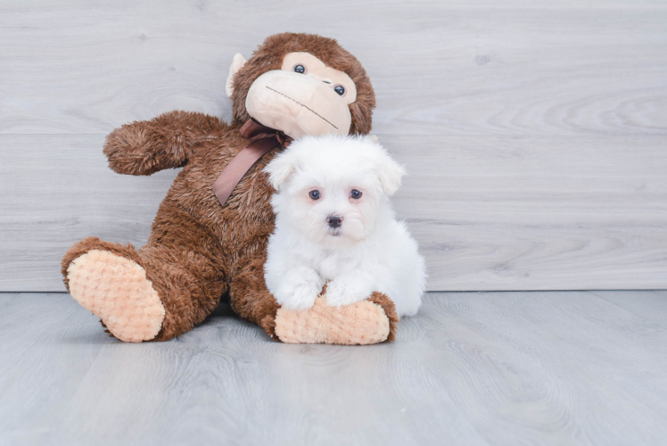 Maltese Puppy for Adoption