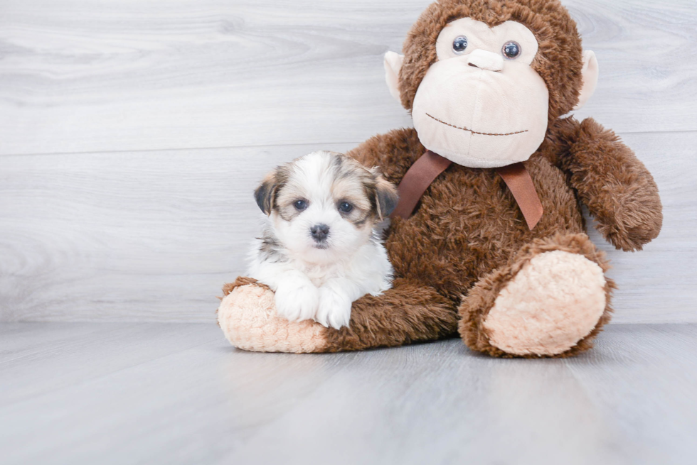 Fluffy Teddy Bear Designer Pup