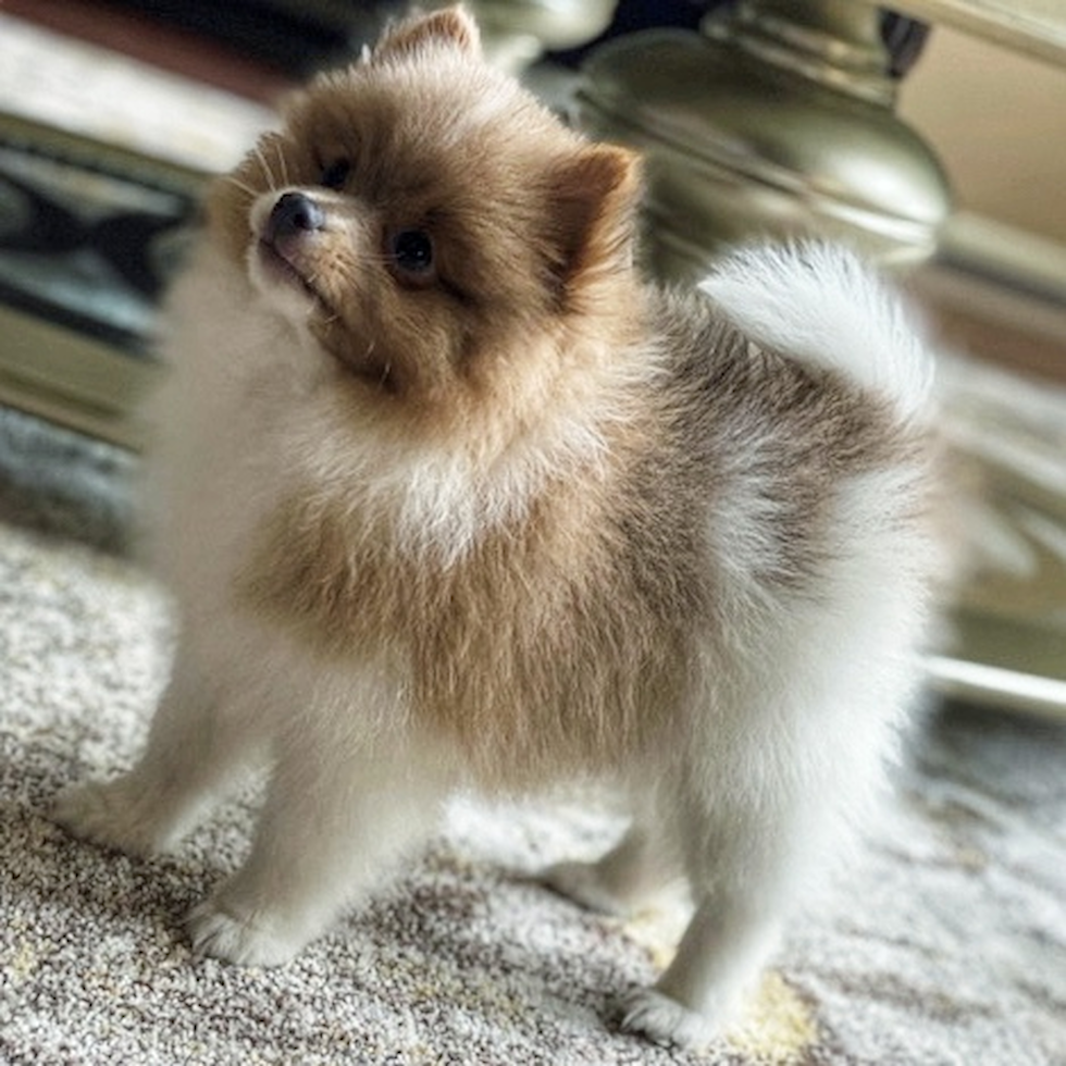 Pomeranian Being Cute