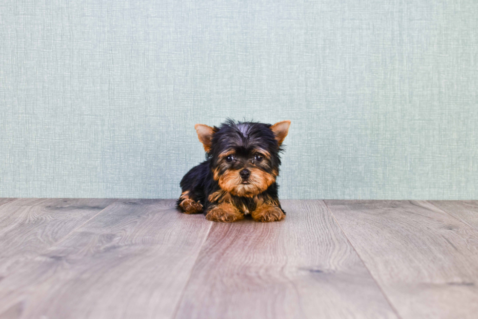 Meet Sebastian - our Yorkshire Terrier Puppy Photo 