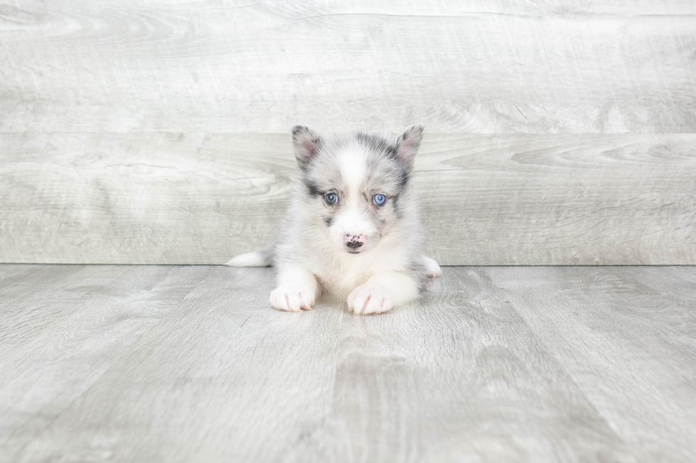 Friendly Pomsky Baby