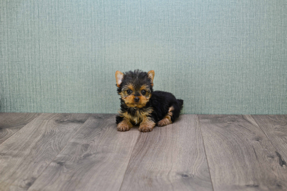 Meet Ronaldo - our Yorkshire Terrier Puppy Photo 