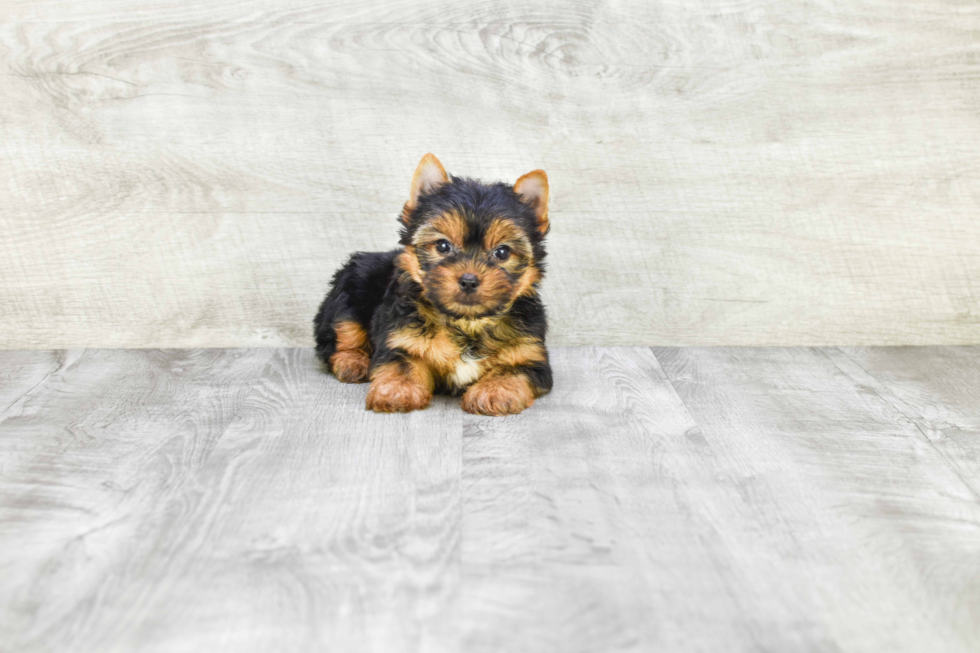 Meet Tinkerbell - our Yorkshire Terrier Puppy Photo 