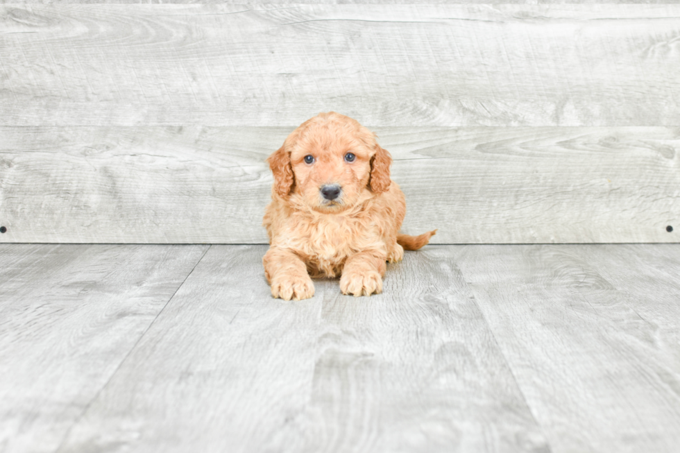 Small Mini Goldendoodle Baby