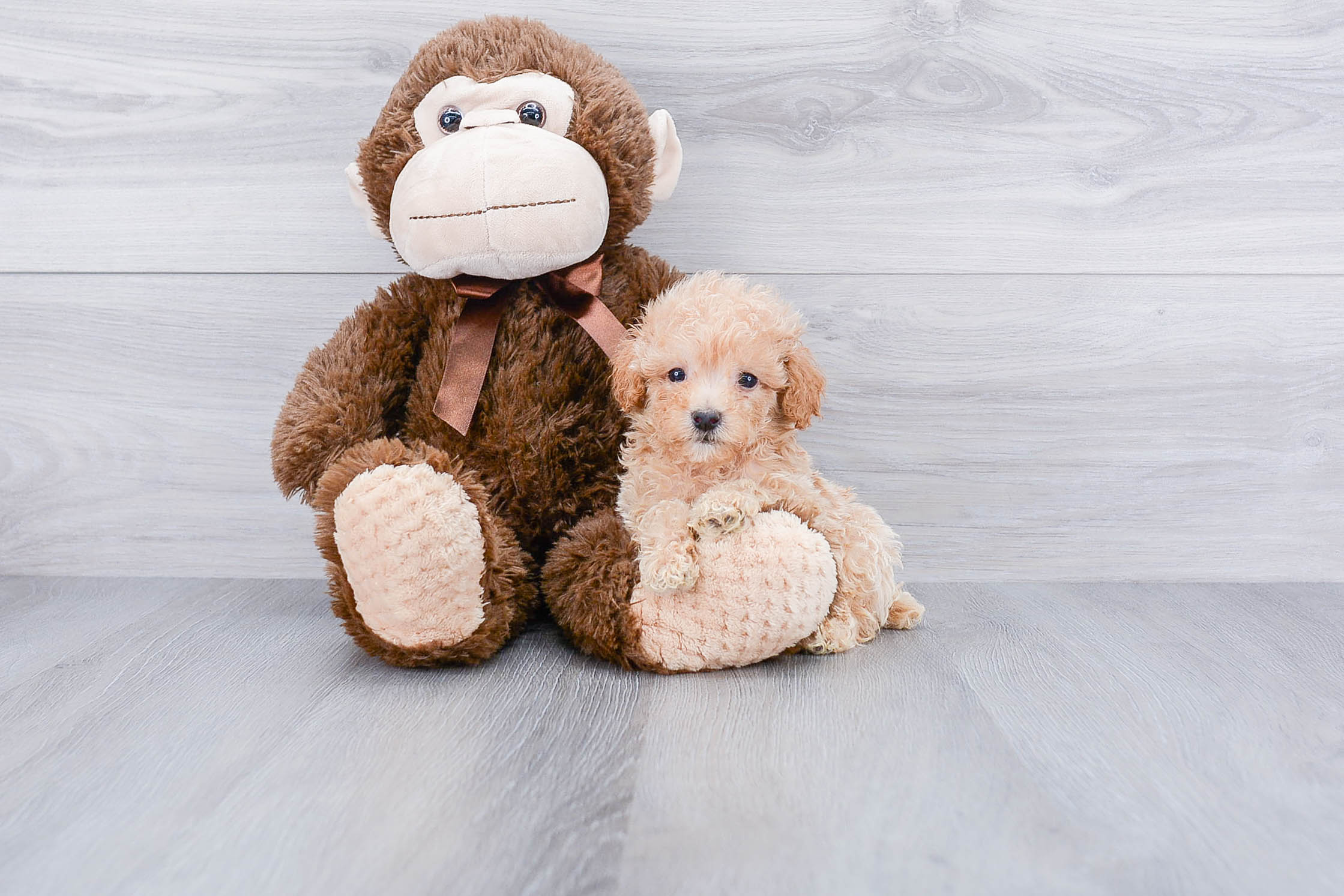 Little Maltepoo Poodle Mix Puppy
