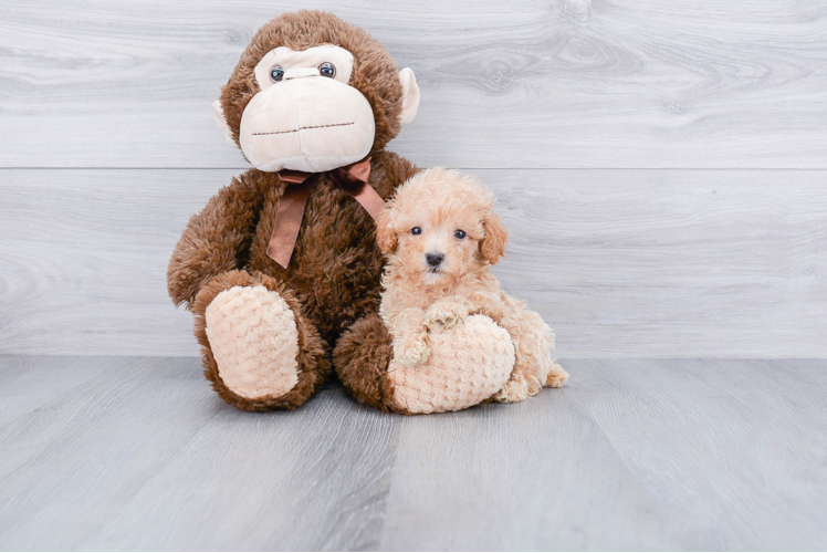 Little Maltepoo Poodle Mix Puppy