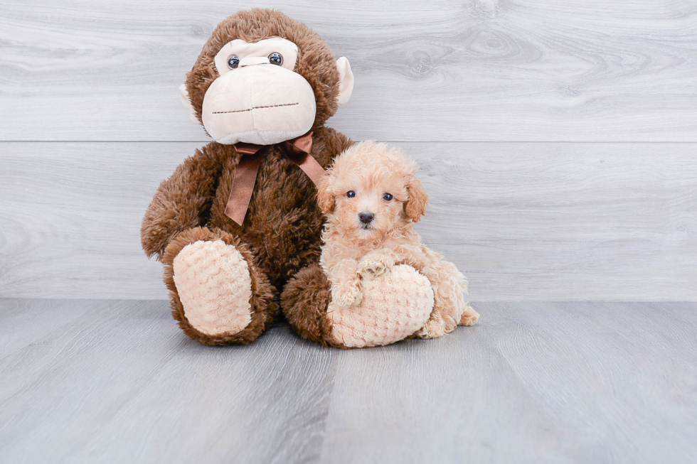 Little Maltepoo Poodle Mix Puppy