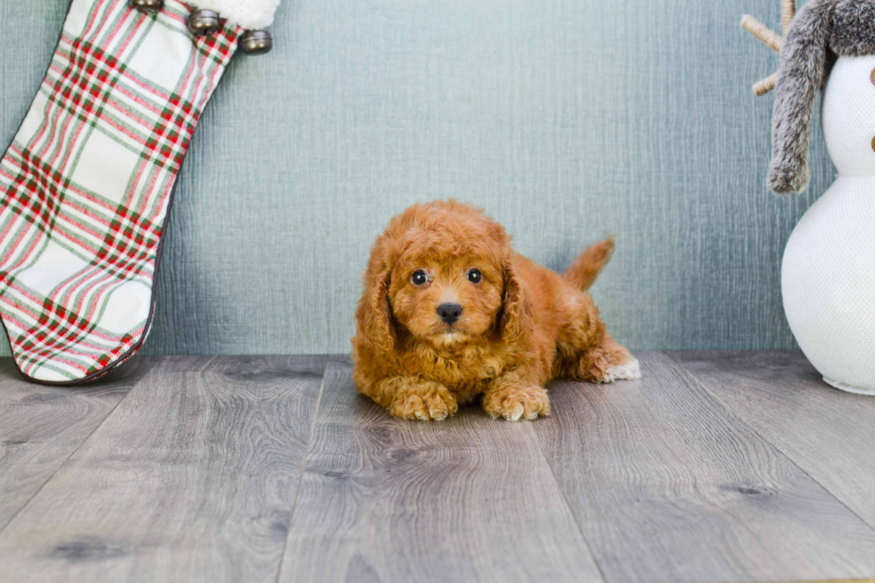 Popular Cavapoo Poodle Mix Pup