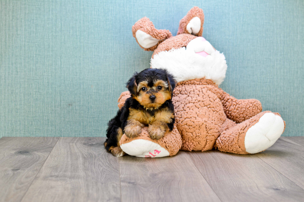 Petite Yorkie Poo Poodle Mix Pup