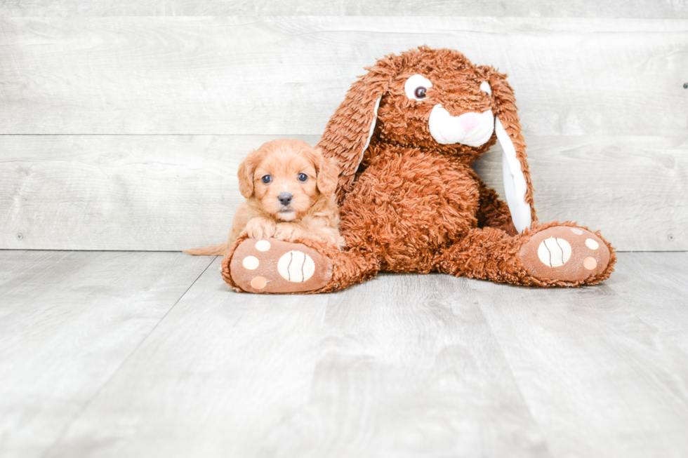 Best Cavapoo Baby