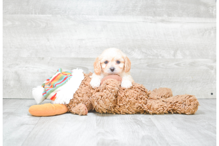 Fluffy Cavachon Designer Pup