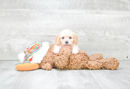 Fluffy Cavachon Designer Pup