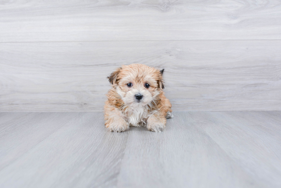 Playful Yorkie Designer Puppy