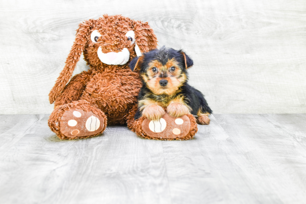 Meet Snickers - our Yorkshire Terrier Puppy Photo 