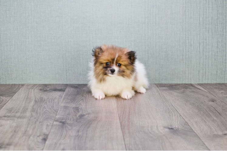 Akc Registered Pomeranian Baby