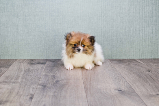 Akc Registered Pomeranian Baby