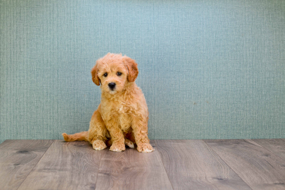 Mini Goldendoodle Pup Being Cute