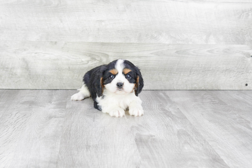 Cavalier King Charles Spaniel Puppy for Adoption