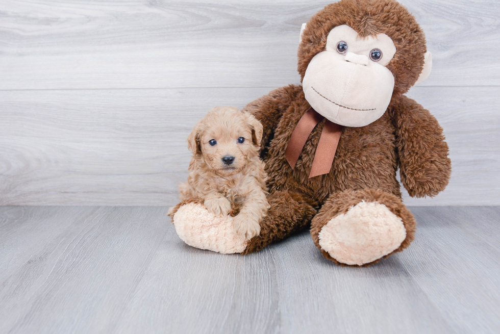 Sweet Cavapoo Baby