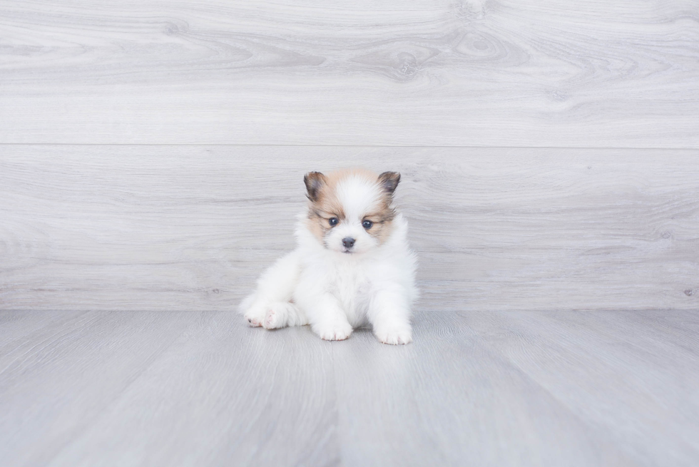 Pomeranian Puppy for Adoption