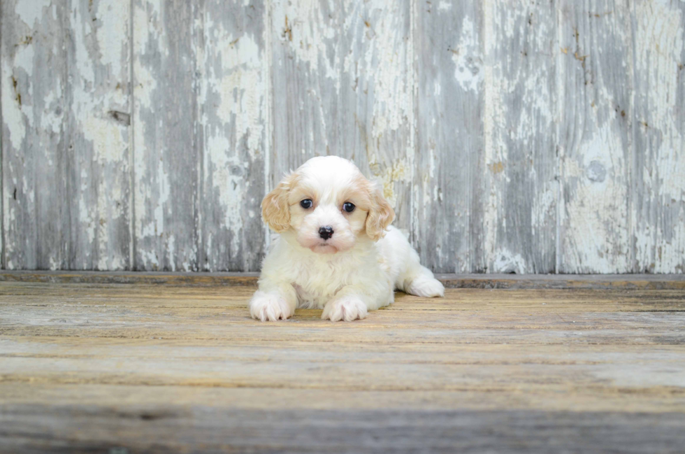 Best Cavachon Baby