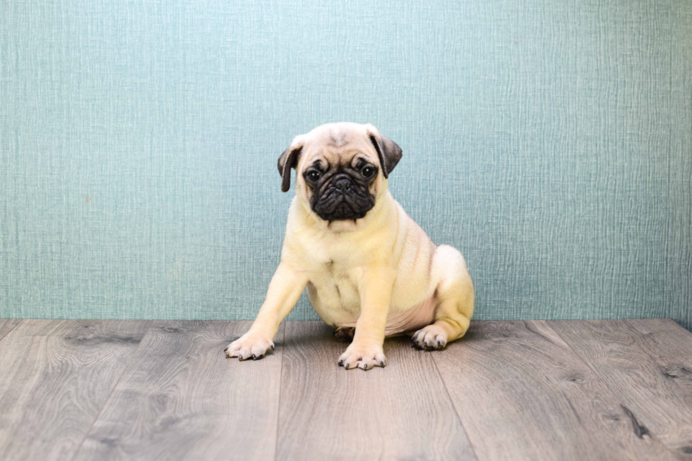 Fluffy Pug Purebred Puppy