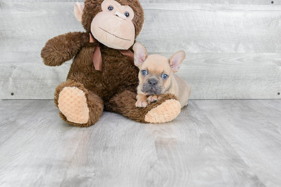 Akc Registered French Bulldog Baby