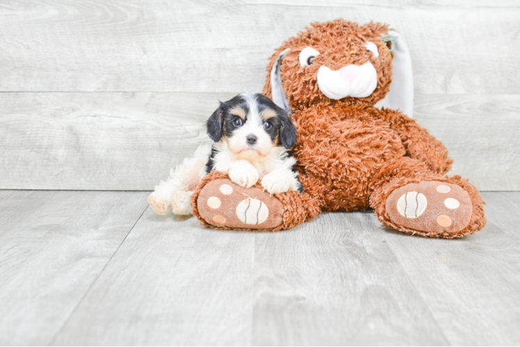 Cavachon Puppy for Adoption