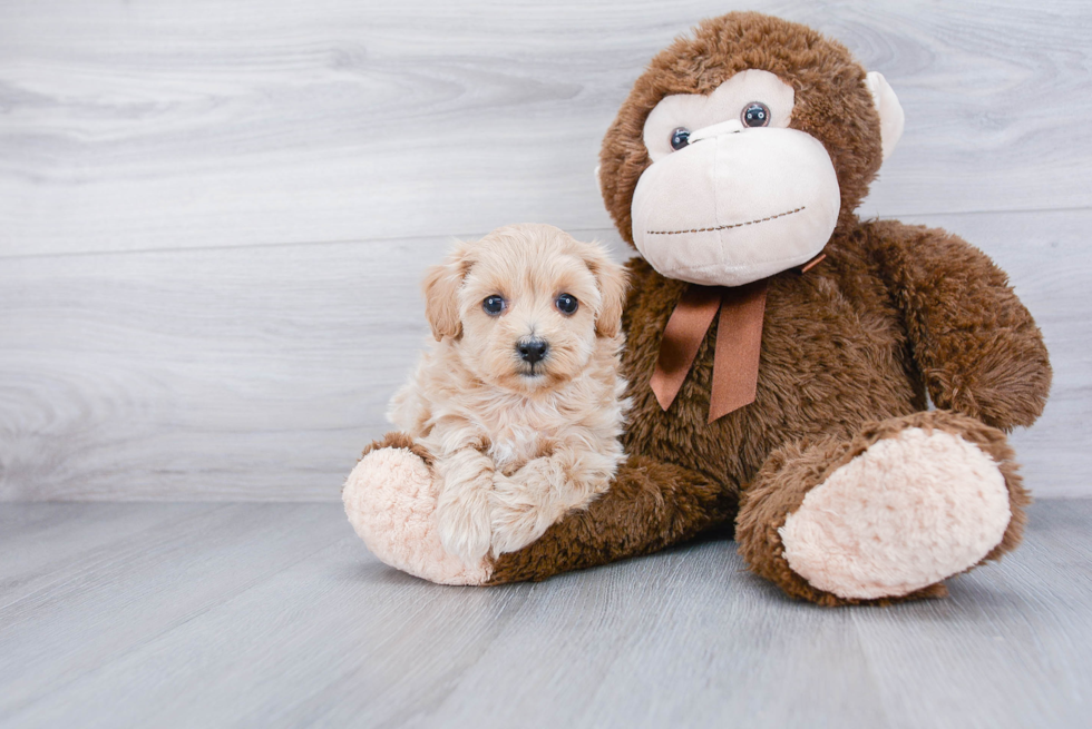 Best Maltipoo Baby