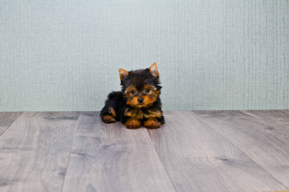 Meet Heidi - our Yorkshire Terrier Puppy Photo 