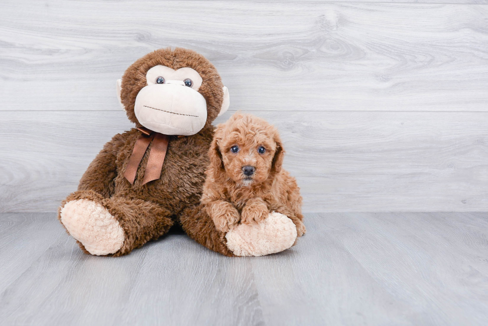 Cavapoo Pup Being Cute