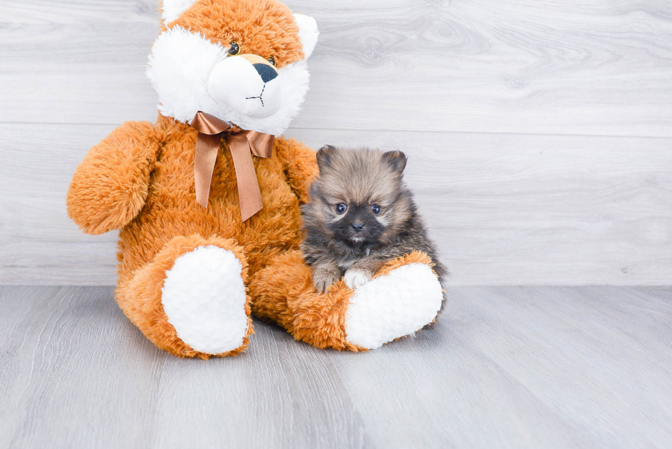 Pomeranian Puppy for Adoption