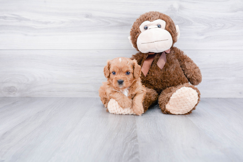 Best Cavapoo Baby