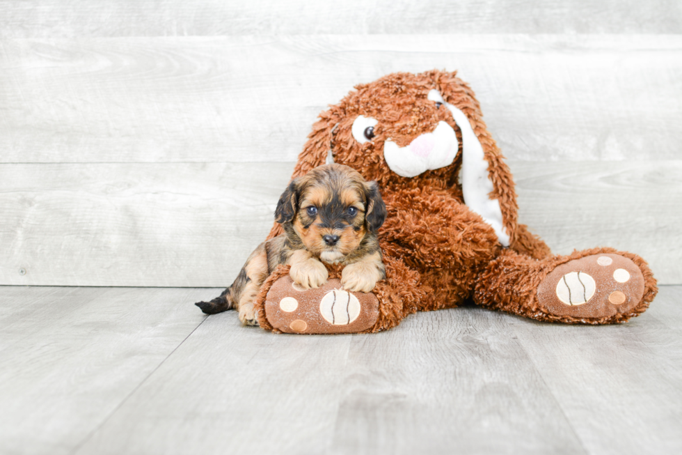 Best Cavapoo Baby