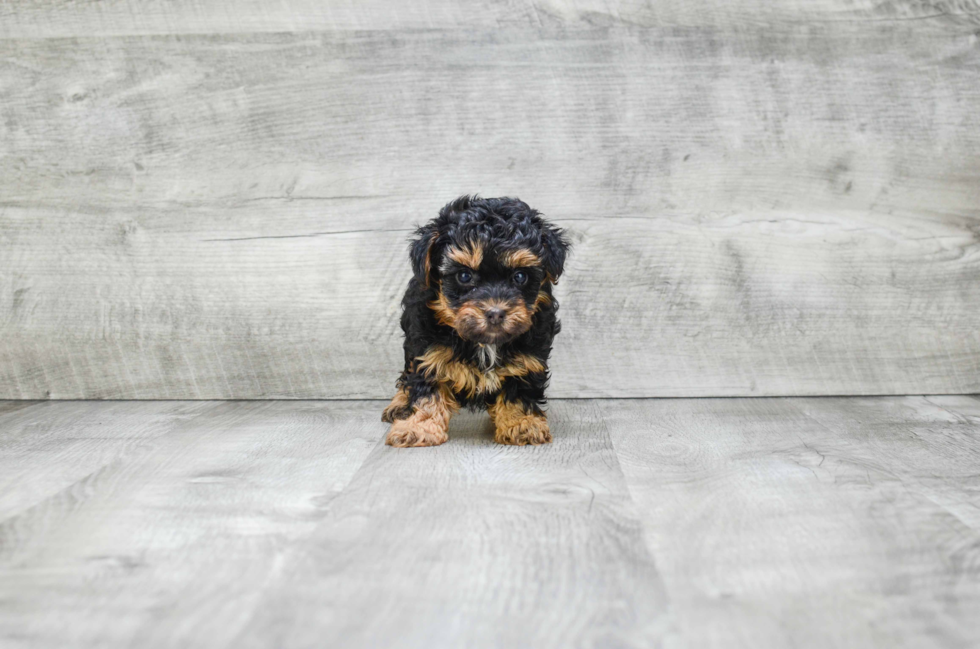 Best Yorkie Poo Baby