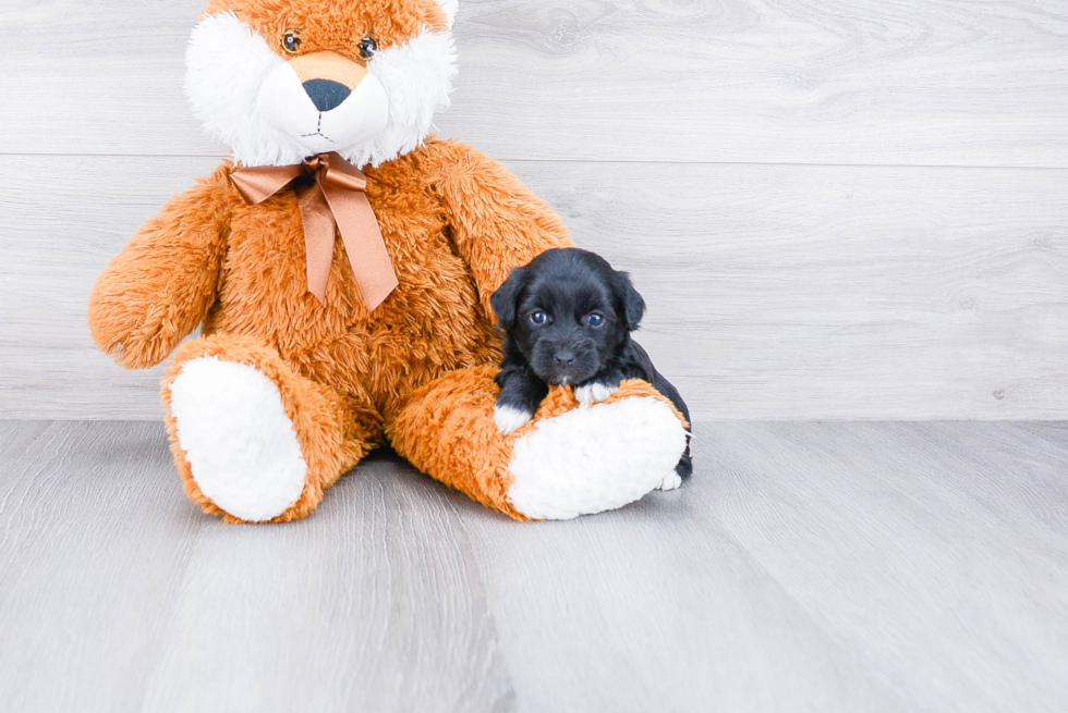 Happy Yorkie Poo Baby